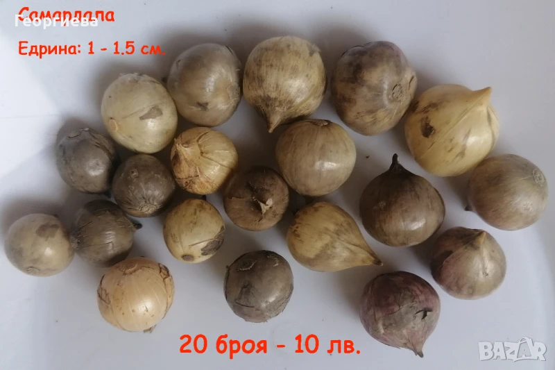 Самардала, луковици и семена. , снимка 1