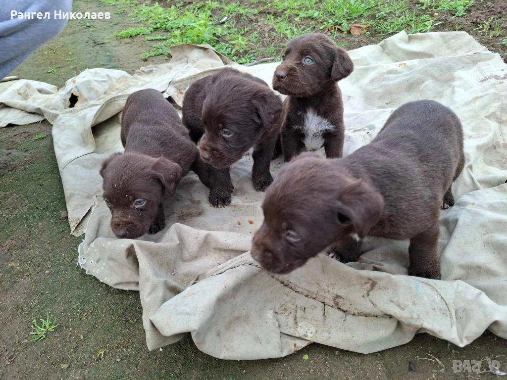 Малки дратхари, снимка 1