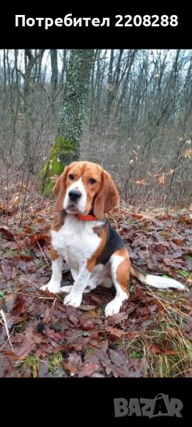 Мъжки Бигъл - Бийгъл, снимка 1