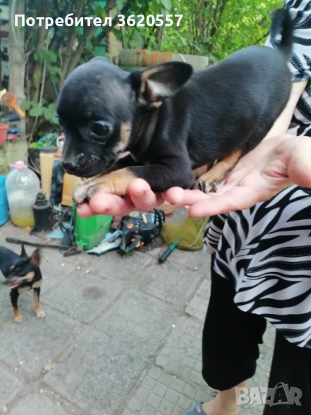 Продавам малки пинчери, снимка 1