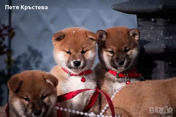 Шиба ину бебета, снимка 1