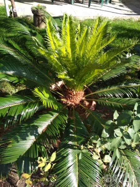 Палма финикова, от Португалия, порасна 13 години в Бьлгариа, много добре се расте.Висока 1.30., снимка 1