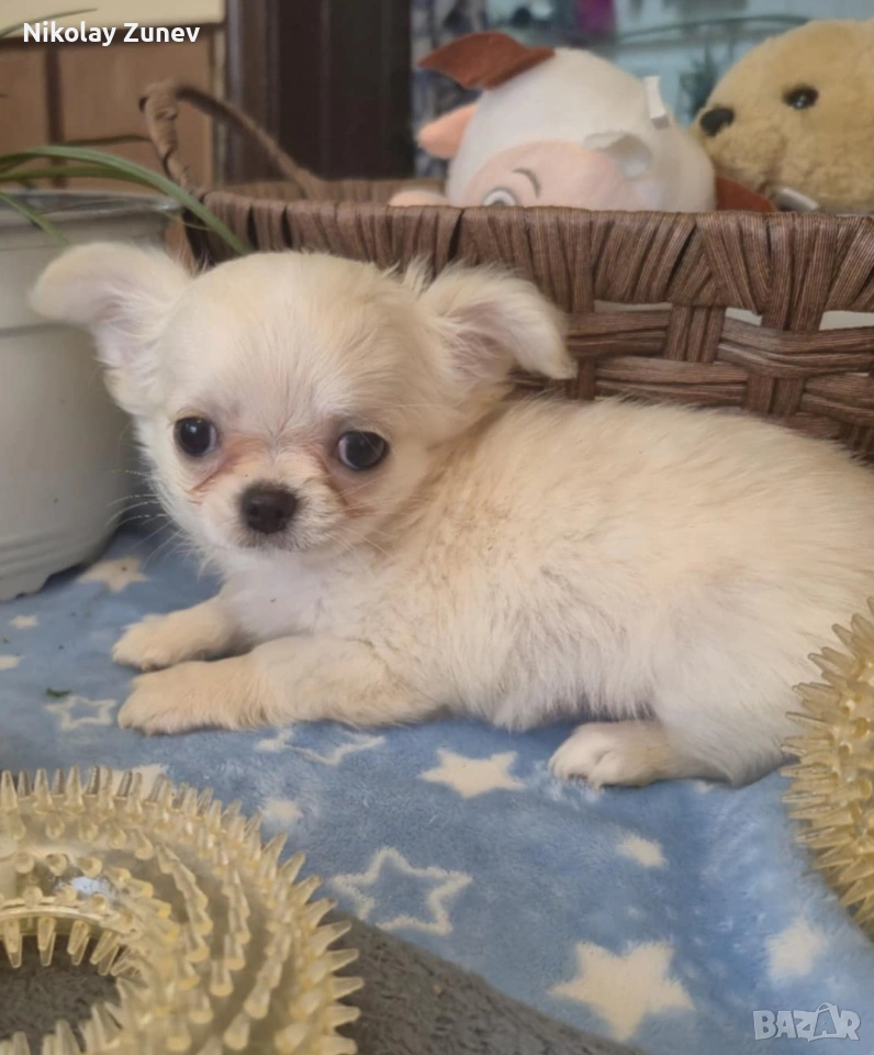 Две момчета Чихуахуа , снимка 1