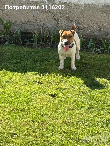 Джак ръсел, снимка 1