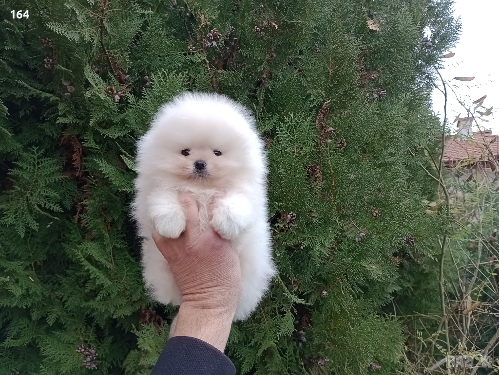 Мъжки Померан. Реални снимки ! , снимка 1
