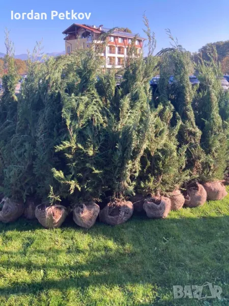 Лейланди 200 см., снимка 1