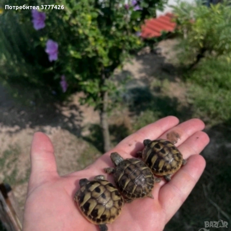 Kостенурка с ЖЪЛТ ДОКУМЕНТ, снимка 1