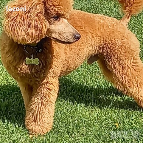 Мъжки-среден Пудел си търси партньорка, снимка 3 - Търси партньор - 37246370