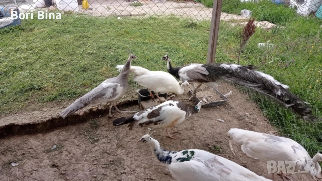 Пауни опал Арлекин , снимка 3 - други­ - 52450701