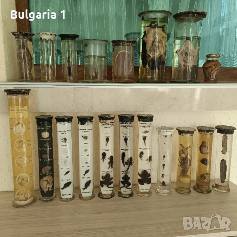 Консервирани Препарирани влечуги животни и морски обитатели в стъкленица, снимка 4 - Други - 52479835