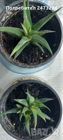 Сукуленти , снимка 2 - Градински цветя и растения - 53463303