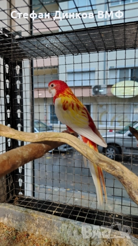 Двойка розели , снимка 4 - Папагали - 52556757