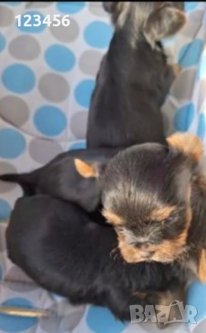  Мини йорки , снимка 2 - Йоркширски териер - 52446453