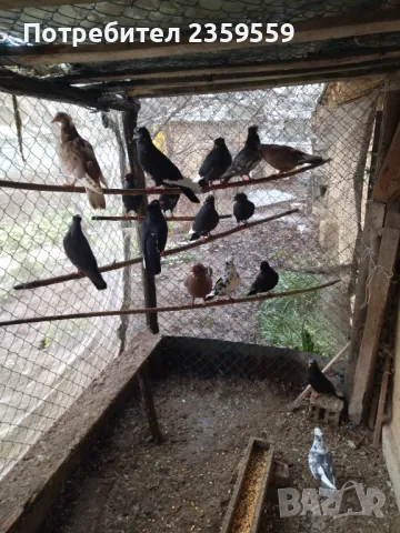 Американски високолетачи , снимка 11 - Гълъби - 48436973