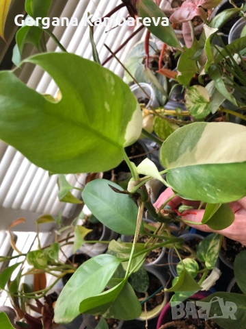 Rhaphidophora Tetrasperma variegated 