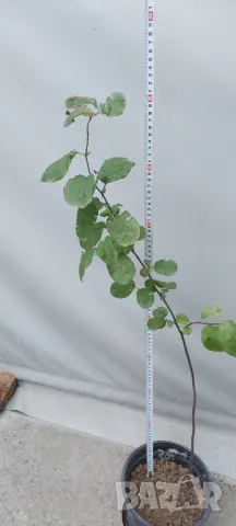 Продавам дръвче фиданка едра Дюля, снимка 4 - Градински цветя и растения - 47264228