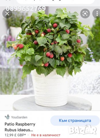 малина, сладко слънце (джудже)Rubus idaeus Sweet Sunshine. 