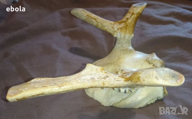 Северен елен, снимка 6 - Ловно оръжие - 28423687