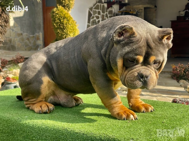 Американско були -покет, снимка 4 - Други - 51169468