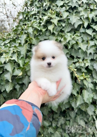 Померан мини момче. Померанче