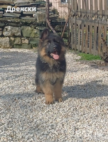 дългокосмести немски овчарки, снимка 4 - Немска овчарка - 53396729