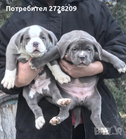 Американско Були Хл/American Bully XL 