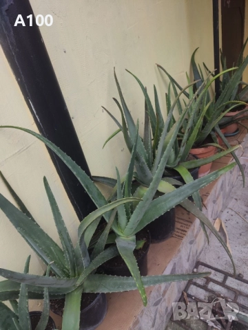 Алое вера - различни големини, снимка 2 - Стайни растения - 41737569