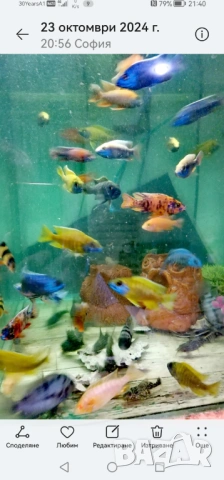 Продавам растения Пистия и други, снимка 9 - Други - 53020473