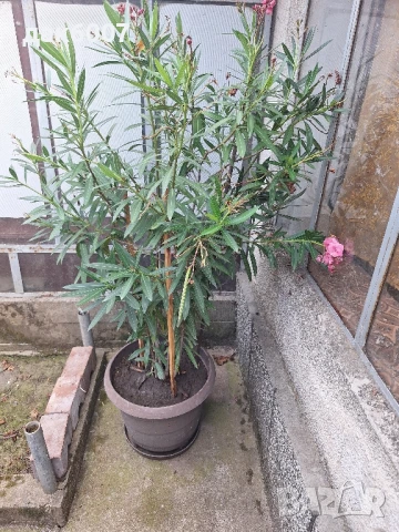 Закум(розов)-170 см., снимка 4 - Други стоки за дома - 51268967