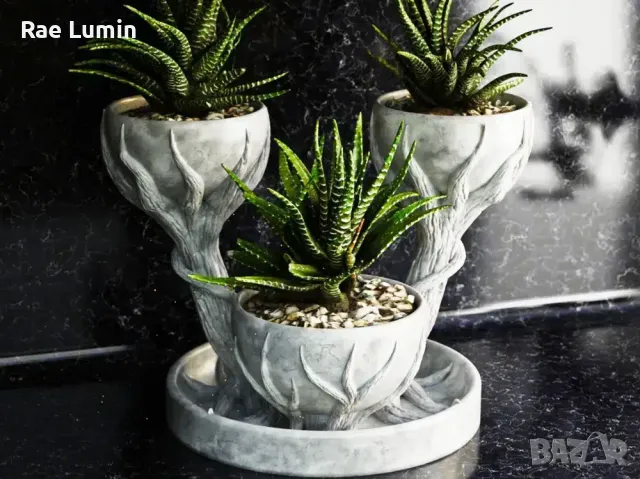 Кашпа – Триумф на Корените, снимка 1