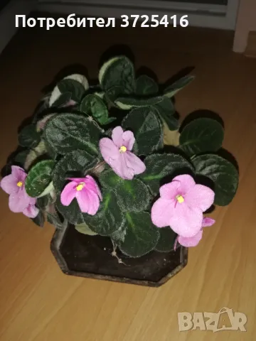 Стайни цветя, различни , снимка 2 - Стайни растения - 49680252