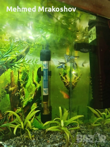 Свободни мъжки гупи , снимка 2 - Рибки - 53433532