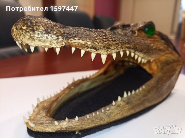 Автентична глава алигатор/крокодил, снимка 3 - Други - 28720246