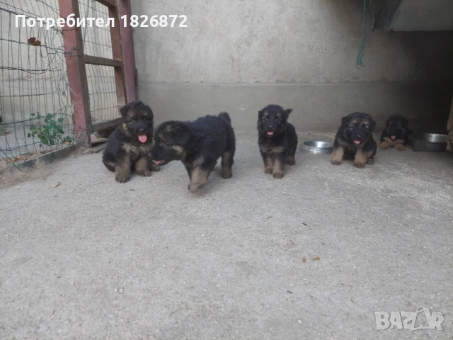 Продавам малки кученца - Немска овчарка, снимка 5 - Немска овчарка - 52060545