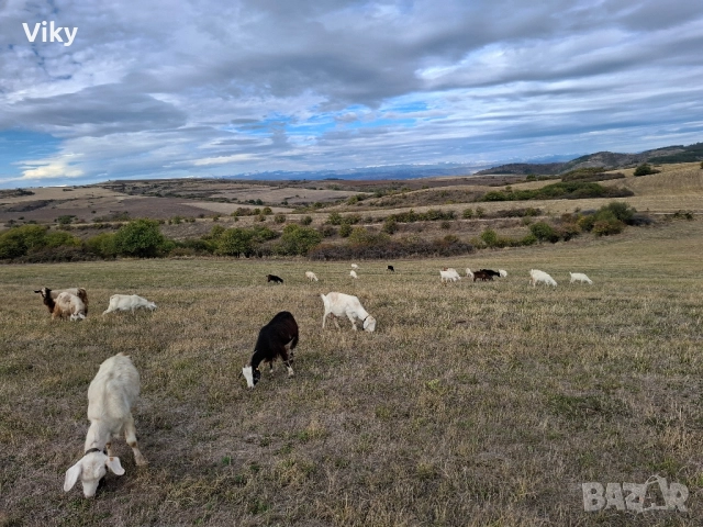 ярета на свободна паша, снимка 5 - Кози - 51962192
