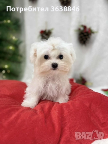 малтийска болонка тeakup, снимка 5 - Болонка - 52771421