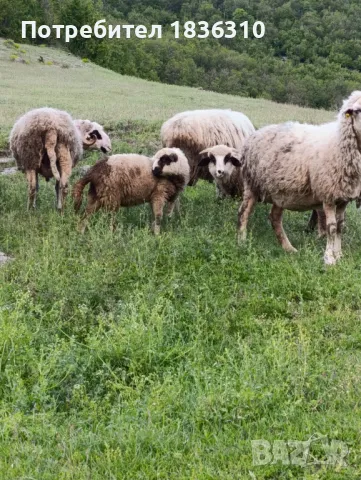 Агнета балкански , снимка 5 - Овце - 50338751