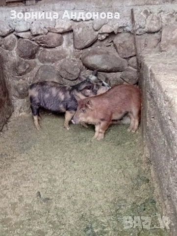 Прасета , снимка 2 - Други животни - 53078212