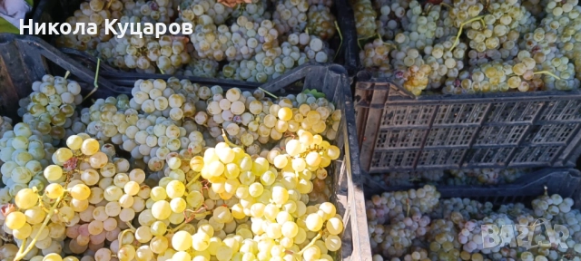 Грозде за продажба - букет, снимка 1
