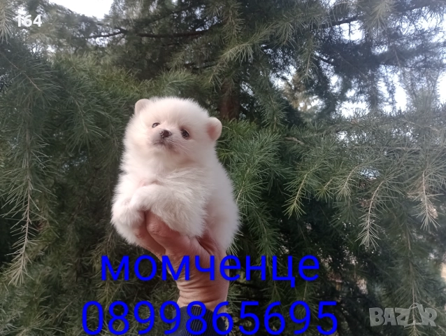 Бели мъжки и женски Померани. Реални снимки от 02.01.26 г. , снимка 5 - Померан - 52930206