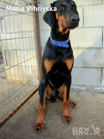 Добермани расови, снимка 2 - Доберман - 52905824