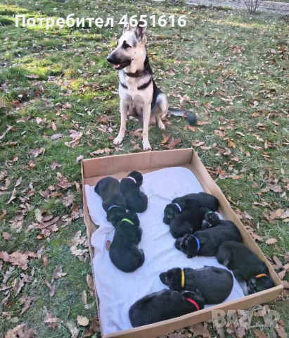 Източноевропейска овчарка, снимка 3 - Други - 52432078