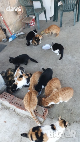 Черна котка на 6 месеца търси дом, снимка 3 - Други - 53116660