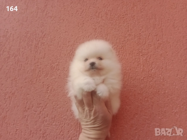 Померани. Момиче и момче. Реални снимки от 08.02.26 г, снимка 2 - Померан - 53316084