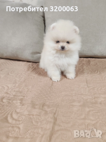Померан мини мъжки и женско , снимка 8 - Померан - 52878318