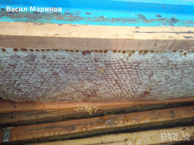 Продавам 100 % натурален полифлорен пчелен мед от Сакар планина, снимка 6 - Пчелни продукти - 25878382