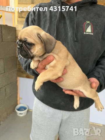 Френски булдог, снимка 8 - Френски булдог - 53222699