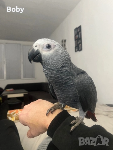 Продавам мъжко Кралско Жако