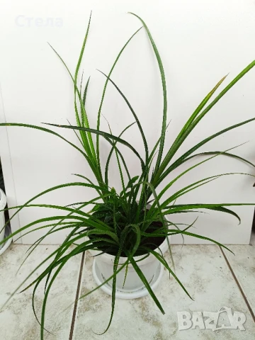 Бенджамин, Хлорофитум, Бегония, Женшен, Фикус , снимка 3 - Стайни растения - 41867611