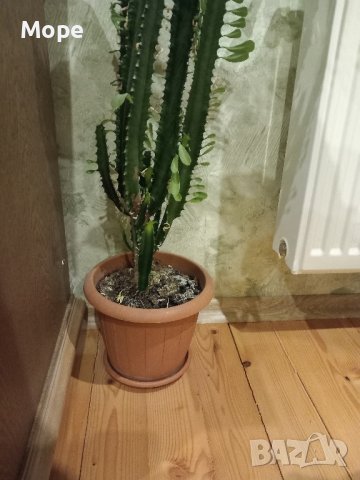 Кактус, снимка 3 - Стайни растения - 36319871
